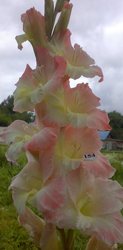 Гладиолусы (gladiolus) гофрированные