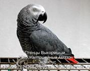 продам попугая ЖАКО, все птицы рождены в Беларусии8-029-7624265
