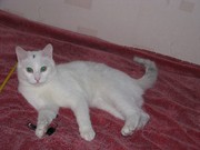 ШМЕЛИК - белый с серыми мазками котик.