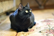 Милки – элегантный черный котик
