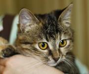 Очаровательный котенок-девочка по имени Триша - в дар,  в добрые руки!