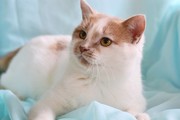 Вася – постоянно мурчащий бело-кремовый котик