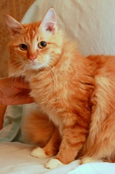 Федор – необыкновенный солнечный кот в дар