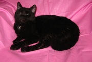 ПЛЮШ - черный плюшевый кот