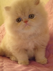 Персидские котята-пушистые и плюшевый Экзот-окрас Рыжий и нежно-Кремов