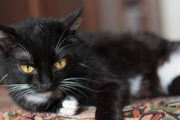 Кассиопея – черная кошка с золотыми глазами в дар!