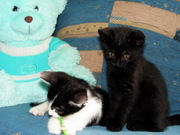 Котенок. Черный,  черный с белым котята. В дар. Минск