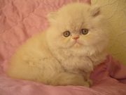 Персидские котята-пушистые-окрас: нежно-Кремовый и ярко-Рыжий.