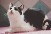 Марат - молодой кот 10 мес.-черно-белые-самые умные, самые верные, самые