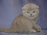 Британские и Вислоухие котята (голубой, лиловый, Вискас)