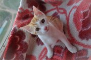 Рыжий котенок 2, 5 месяца от домашней кошки в дар