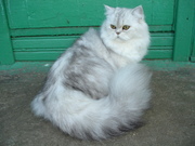 Персидские котята (пушистые и плюшевый Экзот)СеребрисВискас, Голубой.