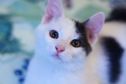 Эдик -  белый с чёрный пятнами и забавной чёлкой набок котенок в дар!