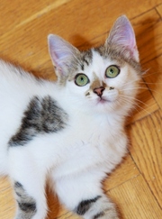 Дакота - маленький трехцветный котенок в дар