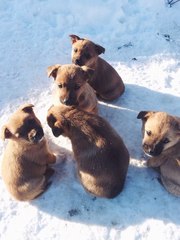 очаровательные щенки в дар