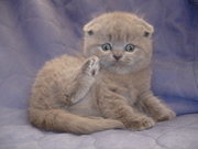 Британские котята-Вислоухие и Прямоухие-лиловый, голубой, чёрный, шоколад