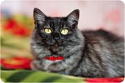 Кошка Мэгги – комочек любви и доброты в дар,  в добрые руки!