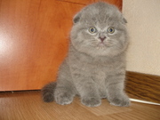 Британские котята-Вислоухие и Прямоухие-лиловый, голубой, кремов, шоколад
