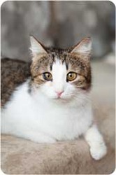 Шанхай - обаятельная и озорная кошка ищет любящих хозяев