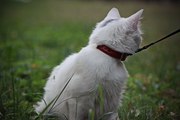 Белая кошечка,  домашняя,  ласковая ищет прежних или новых хозяев
