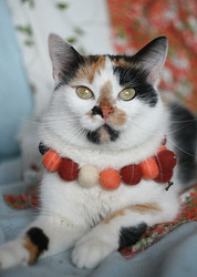 ЕЖЕВИКА - трехцветная ласковая кошка