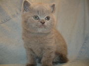 Британские котята-Лиловый-Голубой-Вискас