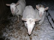 Продам трех коз и козла