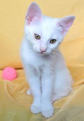 Эли - белоснежный и  игривый котенок в дар