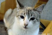 Моби - тайская красавица кошка в дар!