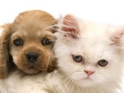 Страхование домашних животных