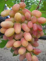 Купить саженцы винограда в Беларуси - www.vinogradar.by