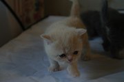 Британская кошка кремового окраса