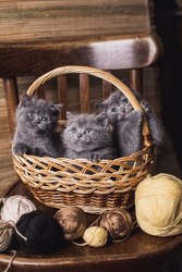 Продаются британские короткошерстные котята голубого окраса