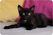 Котёнок в гуталиновой чёрной шубке  в дар!