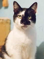 Мурзик - безумно ласковый черно-белый котик в дар!