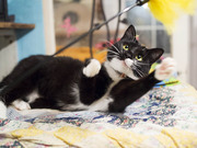 Лиза – ласковая грациозная черная кошка с белой манишкой в дар!