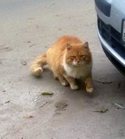 Бывший домашний рыжий кот (ищет старых, новых хозяев,  Боровая)