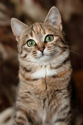 Табия - котенок в дар