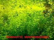 Хемиантус микроимоидес. Наборы растений для запуска аквариума . Почтой