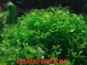 Ломариопсис. НАБОРЫ растений для запуска аквариума. ПОЧТОЙ отправлю