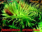 Лимнофила ароматика -- аквариумное растение и разные растения.