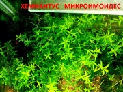 Хемиантус микроимоидес и др. аквариум-е растения,  наборами для запус=