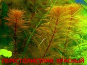 Красный перестолистник и др. аквариум-е растения,  наборами для запус=-