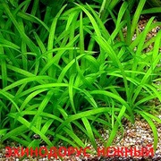 Эхинодорус нежный - аквариумные растения. Наборы растений для запуск=