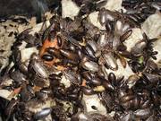 Мраморные тараканы Nauphoeta cinerea продам в Минске
