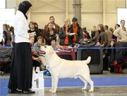 Перспективные щенкт лабрадора от Чемпиона Евразии!!