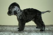 Продам щенков Bedlington Terrier